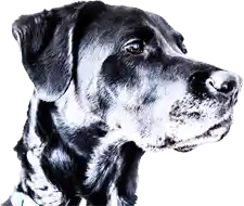 best pet shop near me